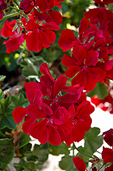 Precision Ruby Ivy Leaf Geranium (Pelargonium peltatum 'Precision Ruby') at Lakeshore Garden Centres