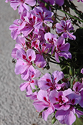 Precision Dark Lavender Ivy Leaf Geranium (Pelargonium peltatum 'Precision Dark Lavender') at Lakeshore Garden Centres