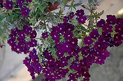 Aztec Blue Velvet Verbena (Verbena 'Aztec Blue Velvet') at Lakeshore Garden Centres