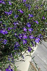 Magadi Blue Lobelia (Lobelia erinus 'Magadi Blue') at The Mustard Seed