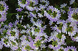 Fairy White Fan Flower (Scaevola aemula 'KLESC13596') at Lakeshore Garden Centres