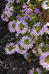 White Cloud Fan Flower (Scaevola aemula 'White Cloud') at Lakeshore Garden Centres