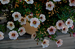 Celebration Mozart Calibrachoa (Calibrachoa 'Wescamoz') at Lakeshore Garden Centres