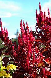 Sunday Mix Celosia (Celosia 'Sunday Mix') at Lakeshore Garden Centres