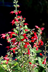 Summer Jewel Red Sage (Salvia 'Summer Jewel Red') at A Very Successful Garden Center