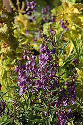 AngelMist Plum Deep Angelonia (Angelonia angustifolia 'AngelMist Plum Deep') at Lakeshore Garden Centres