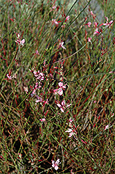 Ballerina Lilac Gaura (Gaura lindheimeri 'Ballerina Lilac') at Lakeshore Garden Centres