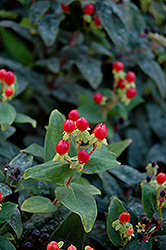 Ignite Red St. John's Wort (Hypericum androsaemum 'Siefire') at Lakeshore Garden Centres