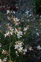 Ballerina White Gaura (Gaura lindheimeri 'Ballerina White') at Lakeshore Garden Centres