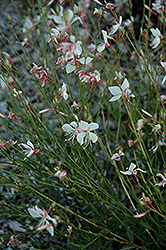 White Dove Gaura (Gaura lindheimeri 'White Dove') at Lakeshore Garden Centres