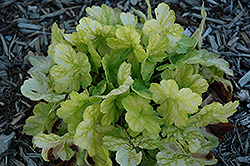 Pretty Perrine Coral Bells (Heuchera 'Pretty Perrine') at Lakeshore Garden Centres