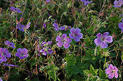 Rainbow Cranesbill (Geranium wallichianum 'Rainbow') at Lakeshore Garden Centres
