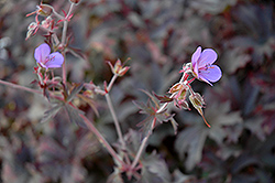 Midnight Blue Cranesbill (Geranium pratense 'Midnight Blue') at Lakeshore Garden Centres