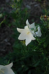 Mini Balloon White Balloon Flower (Platycodon grandiflorus 'Mini Balloon White') at Lakeshore Garden Centres