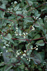 Silver Dragon Fleeceflower (Persicaria microcephala 'Silver Dragon') at Lakeshore Garden Centres