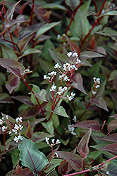Chocolate Dragon Fleeceflower (Persicaria microcephala 'Chocolate Dragon') at Lakeshore Garden Centres