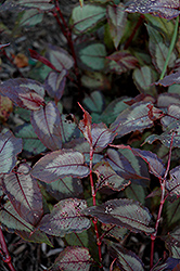 Dragon's Eye Fleeceflower (Persicaria microcephala 'Dragon's Eye') at Lakeshore Garden Centres