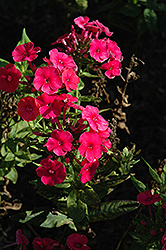 Top Shelf Grenadine Dream Garden Phlox (Phlox paniculata 'Top Shelf Grenadine Dream') at Lakeshore Garden Centres