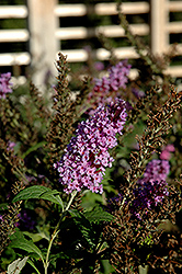 Buzz Violet Blue Butterfly Bush (Buddleia davidii 'Buzz Violet Blue') at Lakeshore Garden Centres