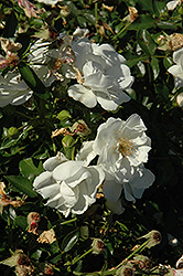Electric Balconia Rose (Rosa 'Electric Balconia') at Lakeshore Garden Centres