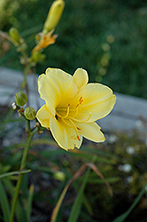 Stella In Yella Daylily (Hemerocallis 'Stella In Yella') at Lakeshore Garden Centres