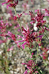 Heatwave Hyssop (Agastache 'Heatwave') at Lakeshore Garden Centres