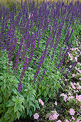 Mystic Spires Blue Sage (Salvia 'Balsalmisp') at Lakeshore Garden Centres