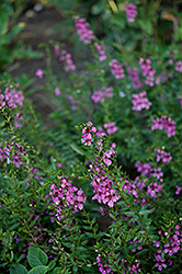 AngelMist Dark Rose Angelonia (Angelonia angustifolia 'AngelMist Dark Rose') at Lakeshore Garden Centres