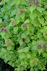 Jealousy Pheasant Berry (Leycesteria formosa 'Jealousy') at Lakeshore Garden Centres