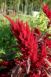 Velvet Curtains Amaranthus (Amaranthus caudatus 'Velvet Curtains') at Lakeshore Garden Centres