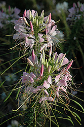 Spirit Appleblossom Spiderflower (Cleome hassleriana 'Robspiapp') at Lakeshore Garden Centres