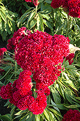 Tornado Red Celosia (Celosia cristata 'Tornado Red') at Lakeshore Garden Centres