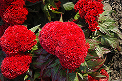 Prestige Scarlet Celosia (Celosia 'Prestige Scarlet') at Lakeshore Garden Centres