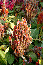 Sherbet Twist Celosia (Celosia 'Sherbet Twist') at Lakeshore Garden Centres