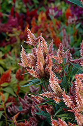Celway Salmon Celosia (Celosia 'Celway Salmon') at Lakeshore Garden Centres