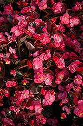 Bada Boom Rose Begonia (Begonia 'Bada Boom Rose') at Lakeshore Garden Centres