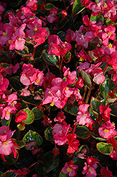 Yang Rose Begonia (Begonia 'Yang Rose') at Lakeshore Garden Centres