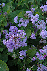 Everest Blue Flossflower (Ageratum 'Everest Blue') at Lakeshore Garden Centres
