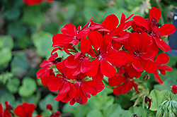 Precision Scarlet Red Ivy Leaf Geranium (Pelargonium peltatum 'Precision Scarlet Red') at Lakeshore Garden Centres