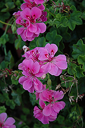 Precision Pink Ivy Leaf Geranium (Pelargonium peltatum 'Precision Pink') at Lakeshore Garden Centres