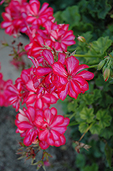 Royal Candy Pink Ivy Leaf Geranium (Pelargonium peltatum 'Royal Candy Pink') at Lakeshore Garden Centres