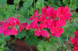 Royal Dark Salmon Ivy Leaf Geranium (Pelargonium peltatum 'Royal Dark Salmon') at Lakeshore Garden Centres