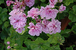 Royal Lavender Ivy Leaf Geranium (Pelargonium peltatum 'Royal Lavender') at Lakeshore Garden Centres