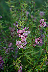 Angelina Dark Pink Angelonia (Angelonia angustifolia 'Angelina Dark Pink') at Lakeshore Garden Centres