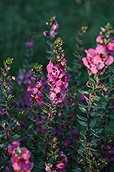 Angelina Dark Rose Angelonia (Angelonia angustifolia 'Angelina Dark Rose') at Lakeshore Garden Centres