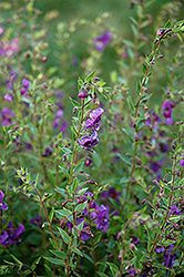 Angelina Deep Plum Angelonia (Angelonia angustifolia 'Angelina Deep Plum') at Lakeshore Garden Centres