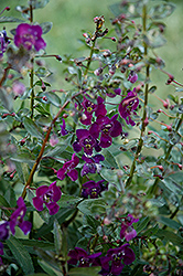Angelface Dark Violet Angelonia (Angelonia angustifolia 'Angelface Dark Violet') at Lakeshore Garden Centres