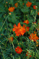 Tall Orange Cosmos (Cosmos sulphureus 'Tall Orange') at Lakeshore Garden Centres