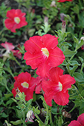 Aladdin Orange Petunia (Petunia 'Aladdin Orange') at Lakeshore Garden Centres