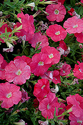 Carpet Salmon Petunia (Petunia 'Carpet Salmon') at Lakeshore Garden Centres
